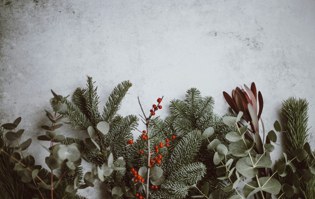 Christmas background - pine, eucalyptus, berries